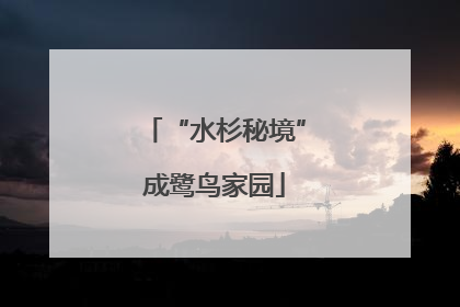 “水杉秘境”成鹭鸟家园
