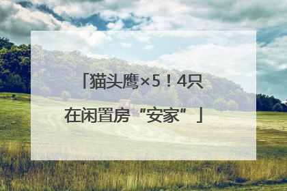 猫头鹰×5！4只在闲置房“安家”