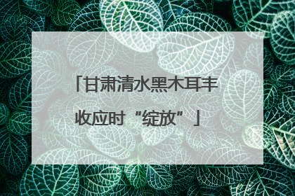 甘肃清水黑木耳丰收应时“绽放”