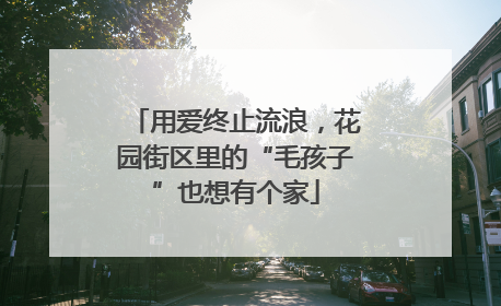 用爱终止流浪，花园街区里的“毛孩子”也想有个家
