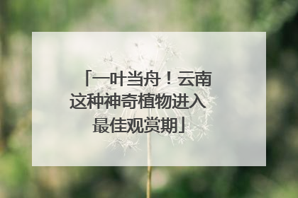 一叶当舟！云南这种神奇植物进入最佳观赏期