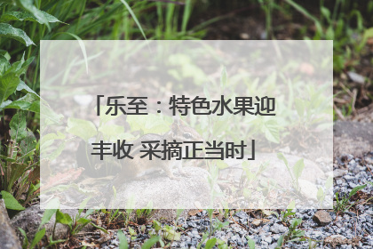 乐至：特色水果迎丰收 采摘正当时
