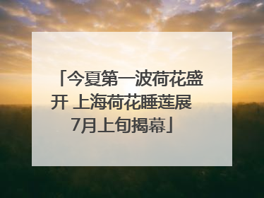 今夏第一波荷花盛开 上海荷花睡莲展7月上旬揭幕