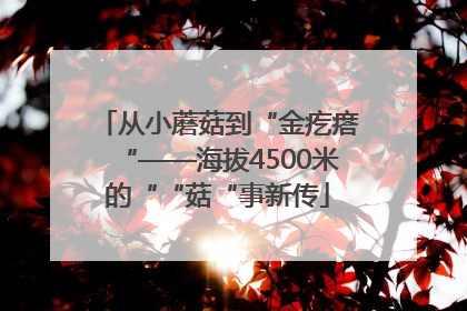 从小蘑菇到“金疙瘩“——海拔4500米的““菇“事新传
