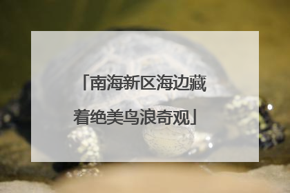 南海新区海边藏着绝美鸟浪奇观