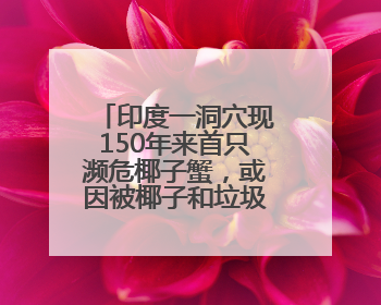 印度一洞穴现150年来首只濒危椰子蟹，或因被椰子和垃圾吸引