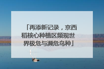 再添新记录，京西稻核心种植区频现世界极危与濒危鸟种