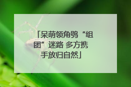 呆萌领角鸮“组团”迷路 多方携手放归自然