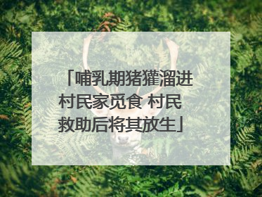 哺乳期猪獾溜进村民家觅食 村民救助后将其放生