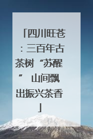 四川旺苍：三百年古茶树“苏醒” 山间飘出振兴茶香