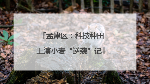 孟津区：科技种田 上演小麦“逆袭”记