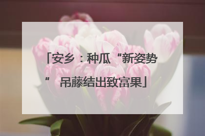 安乡：种瓜“新姿势” 吊藤结出致富果