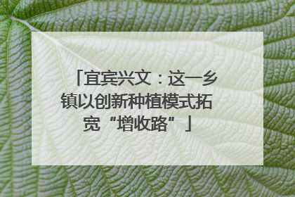 宜宾兴文：这一乡镇以创新种植模式拓宽“增收路”