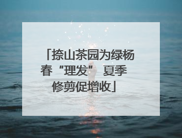 捺山茶园为绿杨春“理发” 夏季修剪促增收