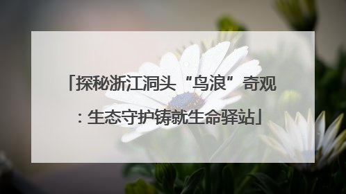 探秘浙江洞头“鸟浪”奇观：生态守护铸就生命驿站