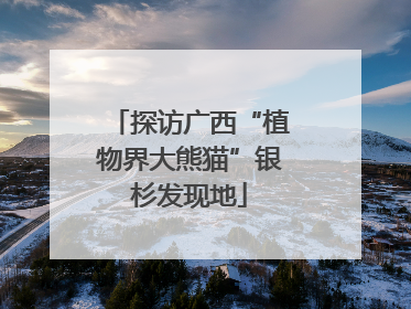 探访广西“植物界大熊猫”银杉发现地