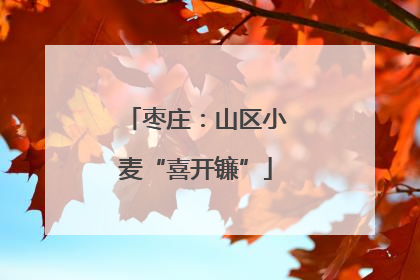 枣庄：山区小麦“喜开镰”