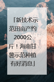 新技术示范田亩产约2000公斤！海南甘薯示范种植有好消息