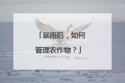 暴雨后，如何管理农作物？