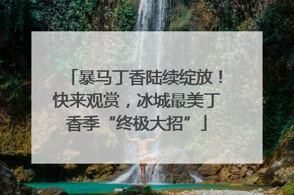 暴马丁香陆续绽放！快来观赏，冰城最美丁香季“终极大招”