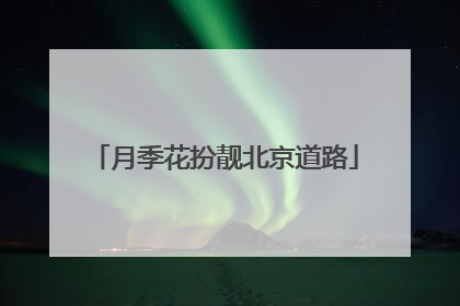 月季花扮靓北京道路