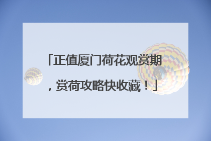 正值厦门荷花观赏期，赏荷攻略快收藏！