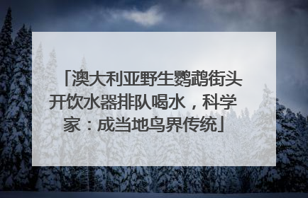 澳大利亚野生鹦鹉街头开饮水器排队喝水，科学家：成当地鸟界传统
