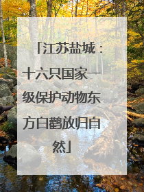 江苏盐城：十六只国家一级保护动物东方白鹳放归自然