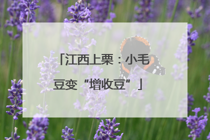 江西上栗：小毛豆变“增收豆”