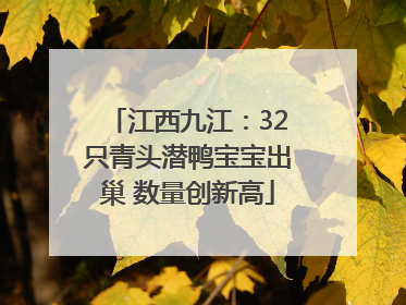 江西九江：32只青头潜鸭宝宝出巢 数量创新高