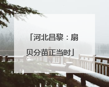 河北昌黎：扇贝分苗正当时