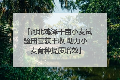 河北鸡泽千亩小麦试验田喜获丰收 助力小麦育种提质增效