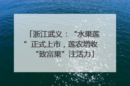 浙江武义：“水果莲”正式上市，莲农增收“致富果”注活力