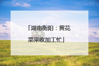 湖南衡阳：黄花菜采收加工忙