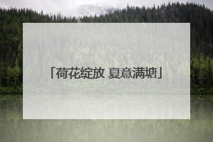 荷花绽放 夏意满塘