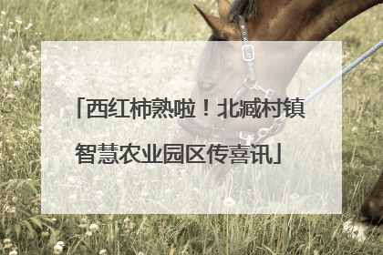 西红柿熟啦！北臧村镇智慧农业园区传喜讯