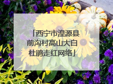 西宁市湟源县前沟村高山大白杜鹃走红网络