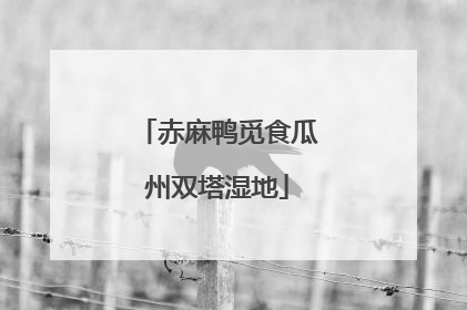 赤麻鸭觅食瓜州双塔湿地