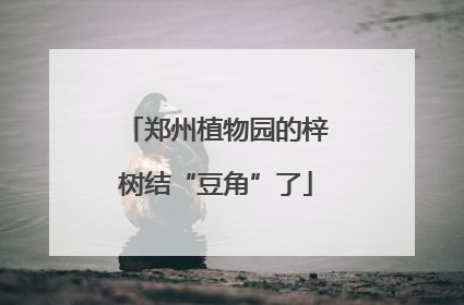 郑州植物园的梓树结“豆角”了