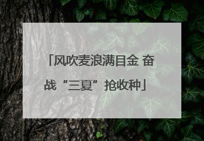 风吹麦浪满目金 奋战“三夏”抢收种